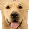 Clearance Big Face® Golden Classic Cotton T-Shirt T-Shirt | Pets